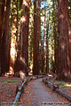 One of the many locations to walk through the redwoods. Richardson Grove, CA 'Nikon F100 35mm SLR' (Click for larger view)