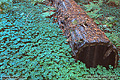 This redwood log is laying in what looks like very large clover but is actually called redwood sorrel. Richardson Grove, CA 'Nikon F100 35mm SLR' (Click for larger view)