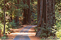 A second view of the road leading into our campground area. Richardson Grove, CA 'Nikon F100 35mm SLR' (Click for larger view)