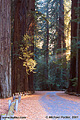 Rays of sunlight coming through the trees in the late afternoon. Richardson Grove, CA 'Nikon F100 35mm SLR' (Click for larger view)