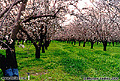 This photo of an almond orchard was taken on an overcast day in mid February. The wonderful aroma from millions of blossoms is as good as the beautiful view. The location is about midway between Chico and Oroville, CA. Butte County, CA 'Minolta X-700 35mm SLR' (Click for larger view)