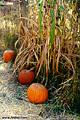 Pumpkin patch. Apple Hill, CA. 'Nikon F100 35mm SLR' (Click for larger view)