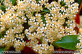 This tree in bloom is located in my backyard. The pedals are very small, measuring only about 1/8 inch across. Citrus Heights, CA 'Nikon F100 35mm SLR' (Click for larger view)