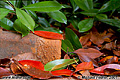 Rust and leaves in the backyard. The rusty piece of metal is actually a piece of a brake shoe from a train. Citrus Heights, CA 'Nikon F100 35mm SLR' (Click for larger view)