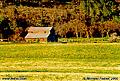 This barn photo was taken in the very late afternoon close to sunset resulting in the warm colors. Oroville, CA. 'Minolta X-700 35mm SLR' (Click for larger view)