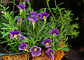 Hanging flowers in my backyard. Citrus Heights, CA 'Nikon F100 35mm SLR' (Click for larger view)