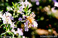 Honey bee 'Nikon F100 35mm SLR' (Click for larger view)
