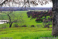 This photo was taken from near the top of the ridge looking down and to the west. A portion of Horseshoe Lake can be seen on the left side of the photo. Chico, CA 'Nikon F100 35mm SLR' (Click for larger view)