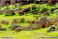 Upper Bidwell Park hillside view. This is mid February and the tress do not have their leaves yet. If you look close you can see some people near the center of the photo giving you a feeling for the relative size of the scene. Chico, CA 'Nikon F100 35mm SLR' (Click for larger view)