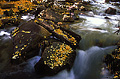 Stream under the aspen trees not too far from Bishop, CA. 'Big Pine Creek' 'Nikon F100 35mm SLR' (Click for larger view)