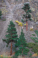 This scene was located next to a mine. I liked the contrast between the trees and rocky hillside it was growing on. Near Bishop, CA. 'Nikon F100 35mm SLR' (Click for larger view)