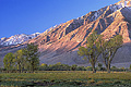 Another early morning picture at the edge of the mountains. Bishop, CA. 'Nikon F100 35mm SLR' (Click for larger view)