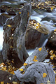 Even though there is motion in the water, this scene appears more like a still life image to me. Near Bishop, CA. 'Nikon F100 35mm SLR' (Click for larger view)