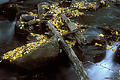 I like the overall dark appearence to this image. The water has almost fallen to black. Near Bishop, CA. 'Nikon F100 35mm SLR' (Click for larger view)