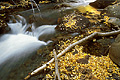 Another fall scene with the aspen leaves that have fallen, prior to a long winter nap. Near Bishop, CA. 'Nikon F100 35mm SLR' (Click for larger view)