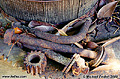 This photo of old rusted bolts was taken in my back yard at mid day. Citrus Heights, CA 'Nikon F100 35mm SLR' (Click for larger view)