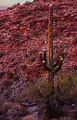 Another shot taken at 'South Mountain Park'. This time I was facing northeast so that the colorful light of the setting sun would be captured on the rocks. Phoenix, AZ. 'Nikon F100 35mm SLR' (Click for larger view)