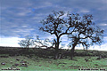 Oak trees just south of town. Chico, CA 'Nikon F100 35mm SLR' (Click for larger view)