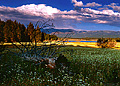 This picture of the meadow area at Donner Camp is one of the first pictures I have taken with a used Mamiya RB67 medium format camera I purchased. The only way I have to scan the film from this camera is with a flatbed scanner. 'Mamiya RB67 Pro-S 6x7 SLR' (Click for larger view)