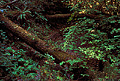 I found this dry creek deep in the redwoods while driving on a little used dirt road. Near Richardson Grove, CA. 'Nikon F100 35mm SLR' (Click for larger view)