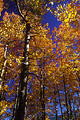 Aspen grove in the late afternoon. I was able to get very good polarizing filter effect due to the angle of this shot. Near South Lake Tahoe, CA. 'Nikon F100 35mm SLR' (Click for larger view)