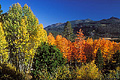 Fall colors in the Sierras. Near South Lake Tahoe, CA. 'Nikon F100 35mm SLR' (Click for larger view)