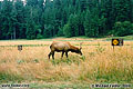 Elk Prairie in Prairie Creek Redwoods State Park, CA 'Minolta Maxxum 5000 35mm SLR' (Click for larger view)