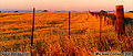 The summer sunlight at sunset gave a golden appearance to this field. Roseville, CA 'Nikon F100 35mm SLR' (Click for larger view)