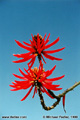 I took this picture on a bright and sunny spring day in San Diego, CA. 'Nikon F100 35mm SLR' (Click for larger view)