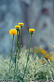 Taken while hiking in Coloma, CA. 'Nikon F100 35mm SLR' (Click for larger view)