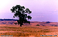 Lone oak tree in the northern California foothills, Folsom CA. 'Nikon F100 35mm SLR' (Click for larger view)