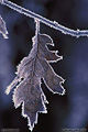 The air was cold enough to be very dry but there must have been enough moisture in the air the night before this picture was taken to form these ice crystals. This picture was taken in Yosemite Valley on the last Sunday in January, 2001 with the air temperature at about 15 to 20F. 'Nikon F100 35mm SLR' (Click for larger view)