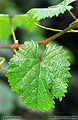 This is a picture of a grape leaf taken in my front yard while trying out a new lens. Citrus Heights, CA 'Nikon F100 35mm SLR' (Click for larger view)