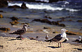 This picture was taken on a recent business trip to Long Beach, California. On my way back to the airport in Santa Ana I took a side road over to the beach and found this scene. Newport Beach, CA. 'Nikon F100 35mm SLR' (Click for larger view)