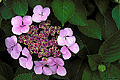 This hydrangea is located at the Paradise Point Resort. San Diego, CA 'Nikon F100 35mm SLR' (Click for larger view)