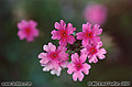 This closeup shot was taken just outside my front door at just a few inches above ground level. Citrus Heights, CA 'Nikon F100 35mm SLR' (Click for larger view)