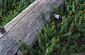 A weathered log lays amoung the delicate plants. Wright's Lake, CA. 'Nikon F100 35mm SLR' (Click for larger view)