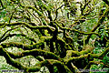 Moss covered tree. Taken in Muir Woods, CA. 'Nikon F100 35mm SLR' (Click for larger view)