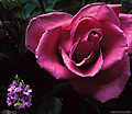 Mother's Day rose. This shot was taken in my familyroom at night using a single flash light source. Citrus Heights, CA. 'Nikon F100 35mm SLR' (Click for larger view)