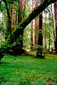 Muir Woods, CA 'Nikon F100 35mm SLR' (Click for larger view)