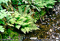 Ferns located next to a nice little stream. Muir Woods, CA 'Nikon F100 35mm SLR' (Click for larger view)