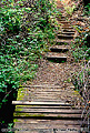 I found this little bridge and steps near the entrance to Muir Woods. Muir Woods, CA 'Nikon F100 35mm SLR' (Click for larger view)