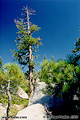 I passed this tree while taking a short hike between Wright's Lake and Beauty Lake. Wright's Lake, CA. 'Nikon F100 35mm SLR' (Click for larger view)