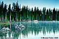 Tree stumps in the moring mist of the lake. Wright's Lake, CA. 'Nikon F100 35mm SLR' (Click for larger view)