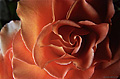 Close up view of one of the Mother's day roses. This picture was also taken in my family room using a single flash as the light source. 'Nikon F-100 35mm SLR' (Click for larger view)