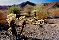 This type of cactus almost lights up as you can see. I had this type of cactus in my yard at one time and remember that if you touched it, the only way to remove the needles was to use a pair of pliers! 