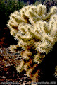 While driving through 'South Mountain Park' the type of cactus shown here almost appeared to radiate light. This photo was taken in late afternoon. Phoenix, AZ. 'Nikon F100 35mm SLR' (Click for larger view)