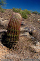 This photo of a cactus in it's natural surrounding as well as the following seven photographs were all taken in 'South Mountain Park' which has nearly 17,000 acres of rugged desert mountain terrain. Phoenix, AZ. 'Nikon F100 35mm SLR' (Click for larger view)