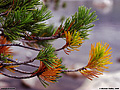 The colors of these pine needles were too much for me to resist taking a picture of them. Wright's Lake, CA. 'Nikon F100 35mm SLR' (Click for larger view)