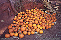 Every year in the fall at harvest time we try to make it up to the Apple Hill area along highway 50. The area is famous for the many apple orchards. We usually spend most of the day going from one orchard to another to look at all the craft fair items and to buy our favorite types of apples and maybe even some apple baked goods. Many of the orchards also have pumpkin patches for Halloween fun. Apple Hill Area, CA 'Nikon F100 35mm SLR' (Click for larger view)